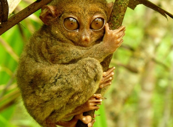 Dünyanın En Enteresan 20 Hayvanı!