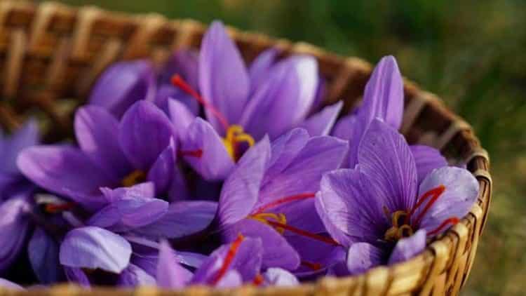 Türkiye'nin 'Mucize Bitki'si Kilosu 30 Bin Lira!