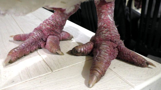 Muğla'da Yetişen Hayvandan Yapılan Çorbanın Kasesi 360 Dolar!