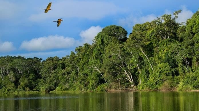Ormanda Kayboldu 34 Gün Meyve Yiyerek Beslendi