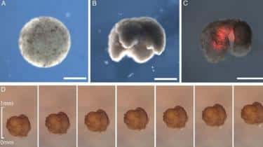 Kurbağa Kök Hücresinden Canlı Robot Üretimine Geçildi!