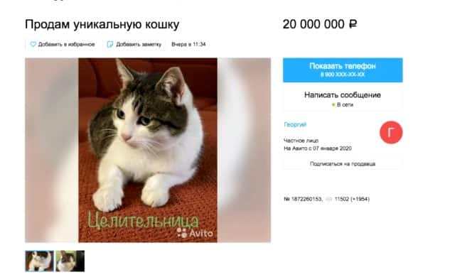 Süper Güçleri Olduğu İddia Edilen Kedi Satışa Sunuldu!