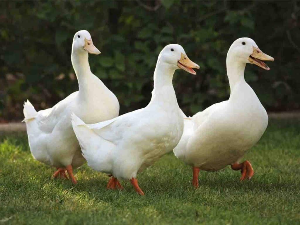 Çekirge İstilasında Onlara Güvenin