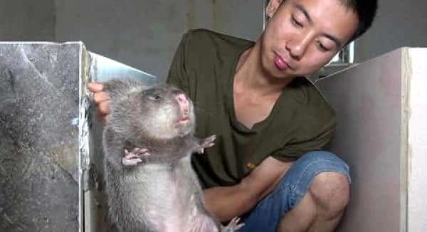 Çin'de Fare Tüketimine Yasak Geldi!