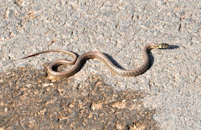 Yüksekova'daki Sürü Halindeki Yılanlar Görenleri Korkuttu!