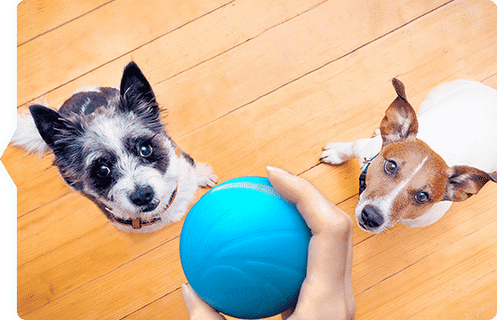 Evcil Hayvanınızın Robot Arkadaşı: Cheerble