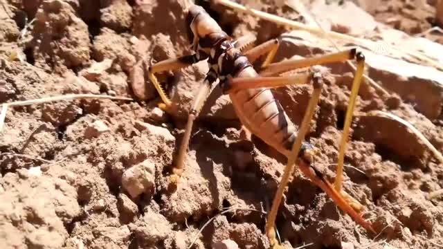 Tarım Bölgelerinde Bu Sefer de Etçil Çekirgelere Rastlandı