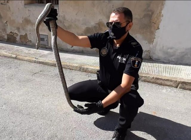 Bir Evden Çıkan 2 Metrelik Yılan Herkesi Korkuttu