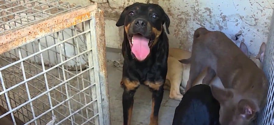 Hayvanlara İşkence Eden Kadın Gözaltına Alındı