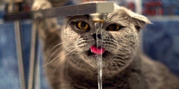 Sıcak Havalar Hayvanları Olumsuz Etkiliyor