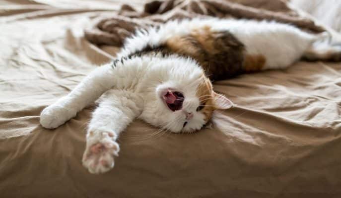 Almanya’da Bir Üniversite Aylaklık İçin Burs Veriyor