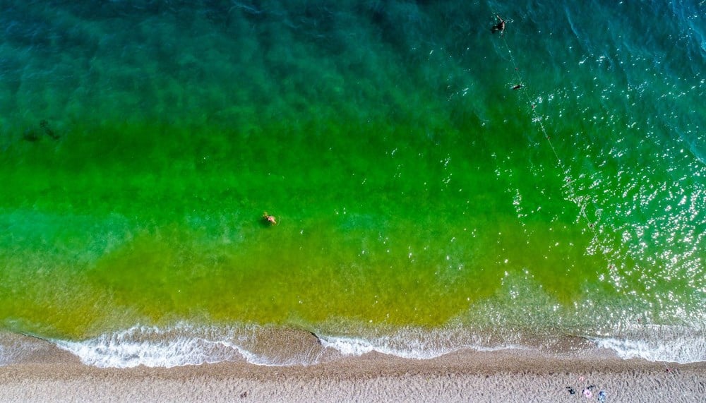 Akdenizin Mavi Suları Yeşile Döndü!