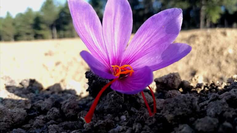 Turistlerin Yeni Gözdesi Safran: Kilosu 40 Bin Lira!