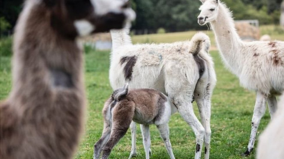 Koronavirüs Tedavisinde Lama Antikoru Kullanılacak!