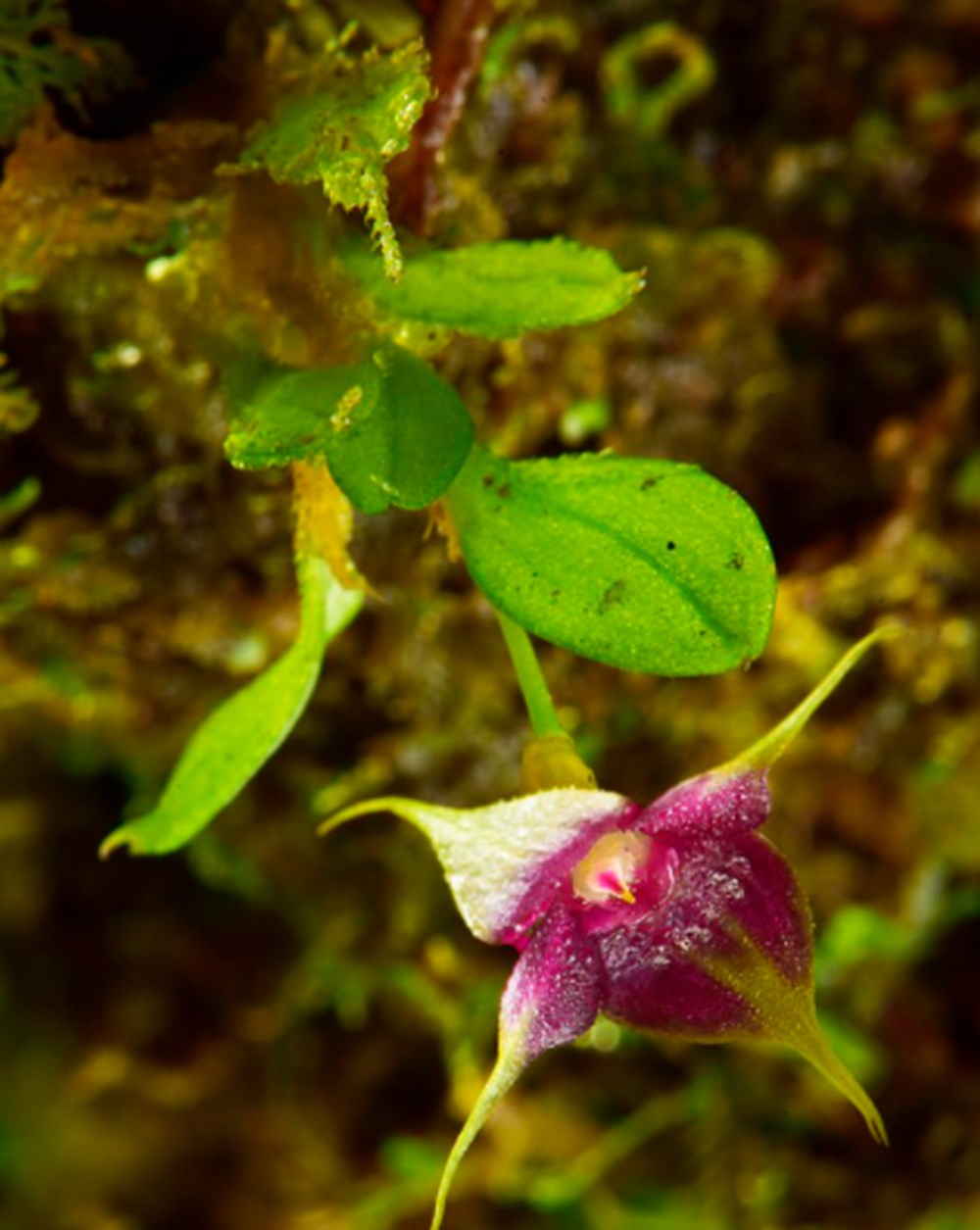 Bolivya'da 20 Yeni Canlı Türü Keşfedildi!