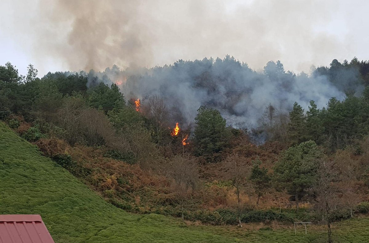 Doğu Karadeniz Yanıyor! 4 İlde 23 Farklı Noktada Yangın