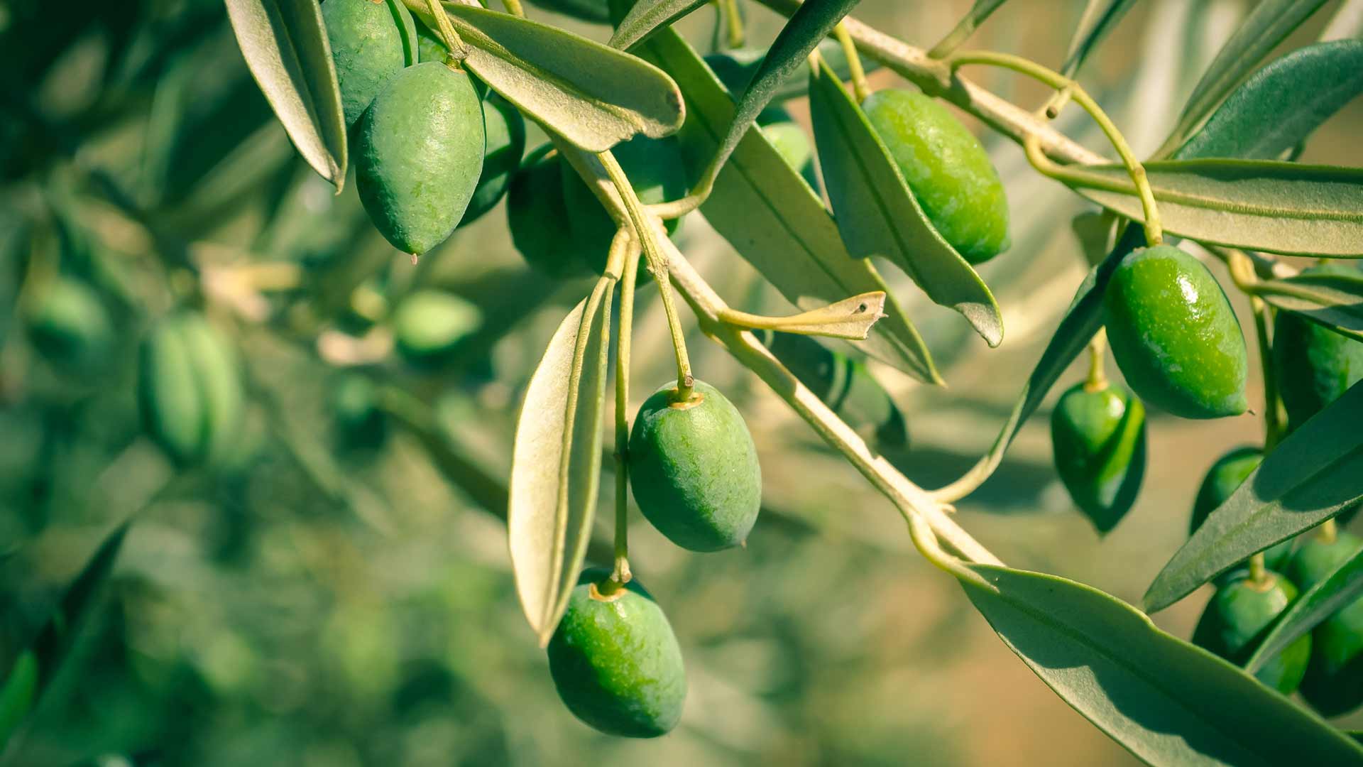 Zeytin Yaprağının Koronavirüsü Parçaladığı Bilimsel Olarak Kanıtlandı!