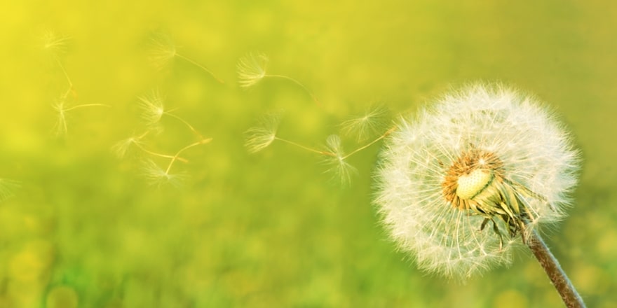 Polenler Koronavirüs Riskini Artırıyor!