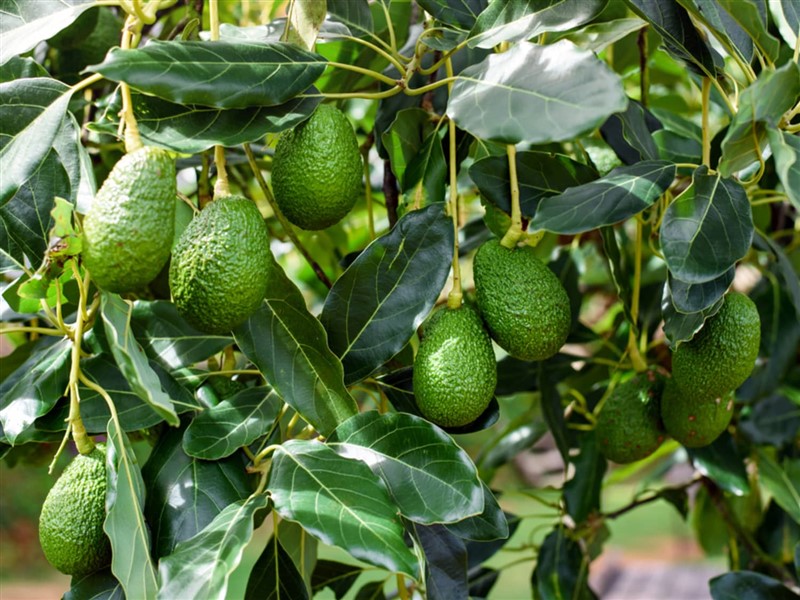 Evde Avokado Yetiştirmek İçin 5 Basit Adım!