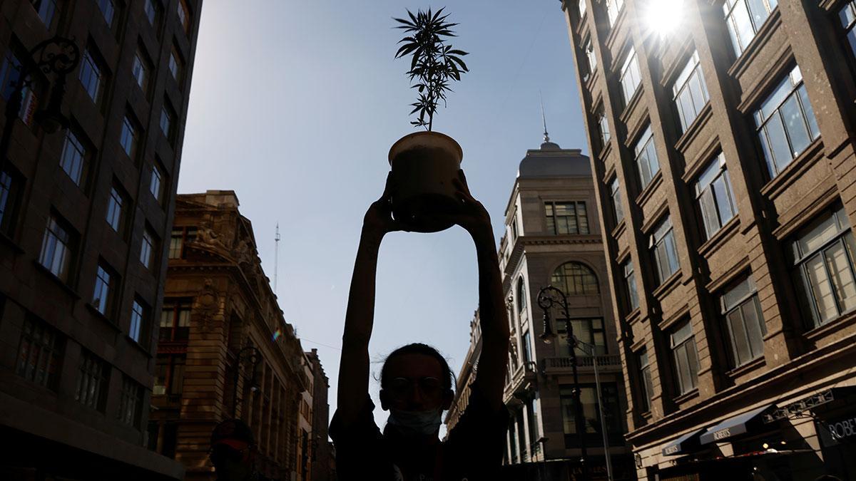 Meksika’da Keyif Amaçlı Esrar Kullanımı Yasallaştı!