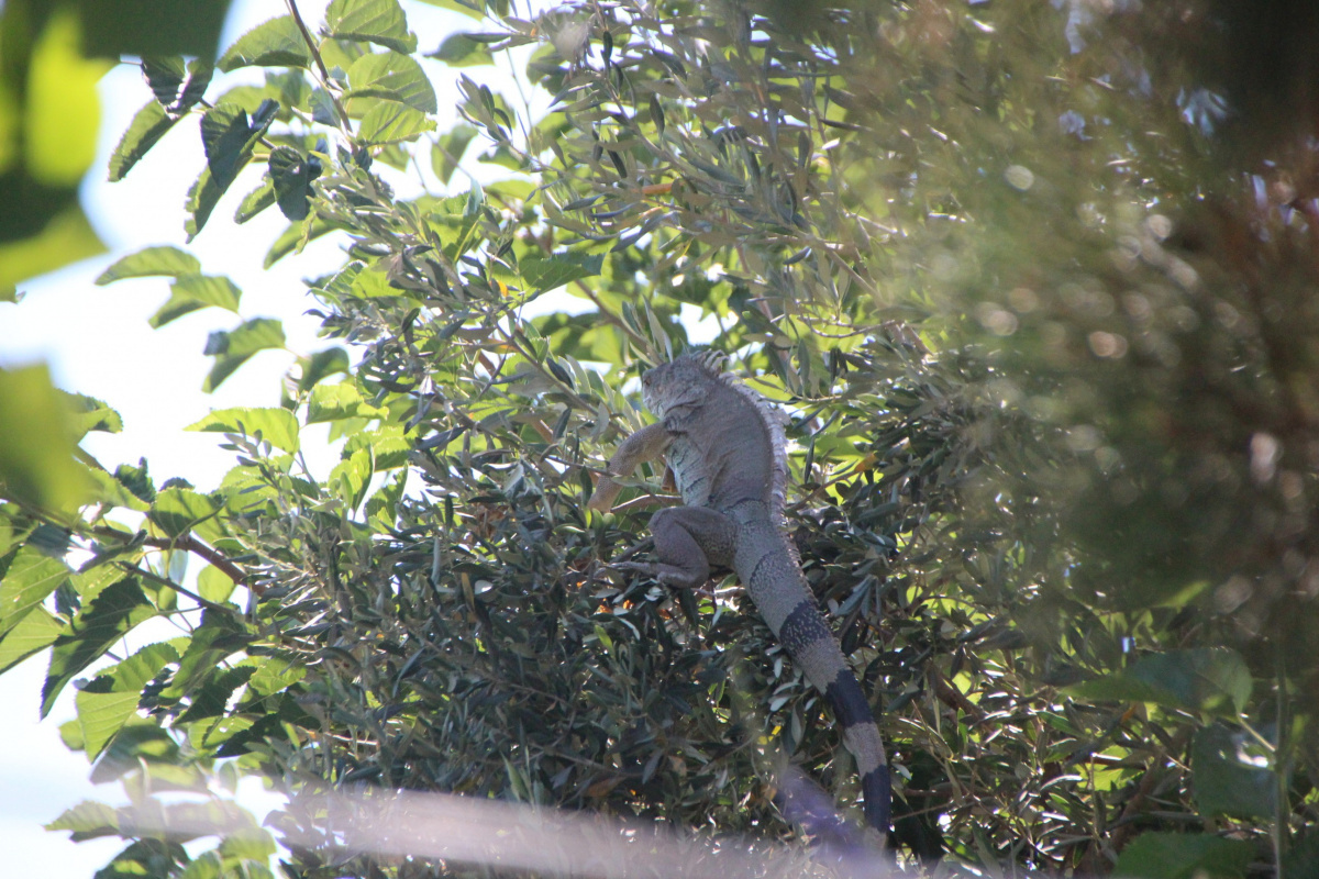 Bodrum’da 73 Yaşındaki Saadet Ayaz’ın Evine İguana Girdi!