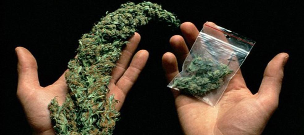 Almanya’da Tıbbi Amaçlı Kenevir Üretimi Yasallaştı