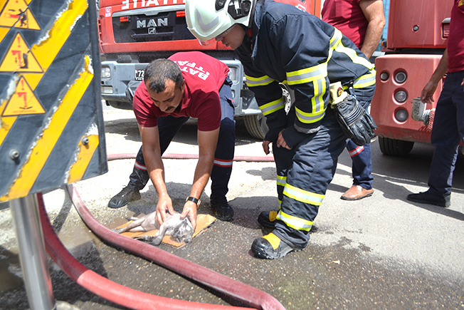 İtfaiye Eri Evin Kedisini Kalp Masajı İle Hayata Döndürdü