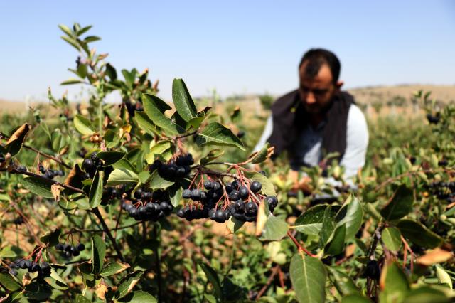 Aronya Meyvesi Yetiştirmeye Başladı: 1 Milyon 900 Bin TL Kazanacak