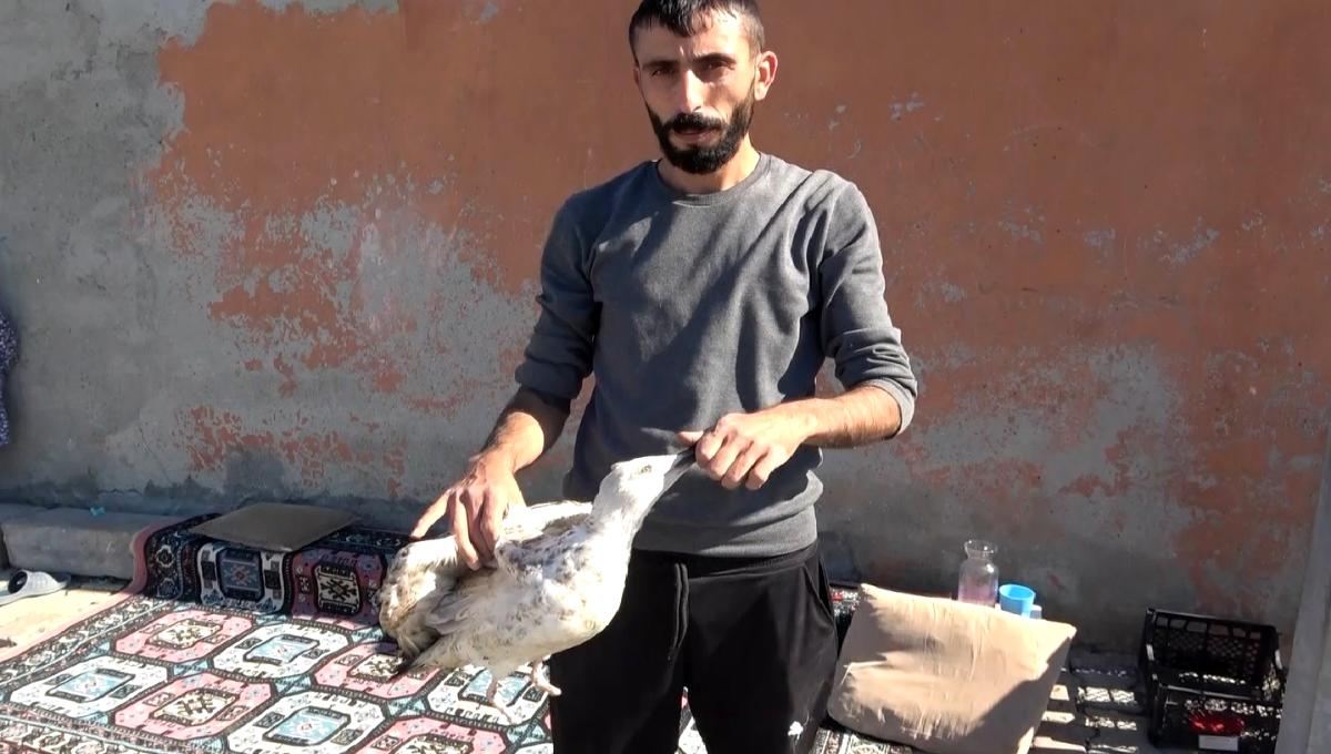 Pes Dedirtti: Zavallı Martının Ayaklarını Kesip Doğaya Bıraktılar!