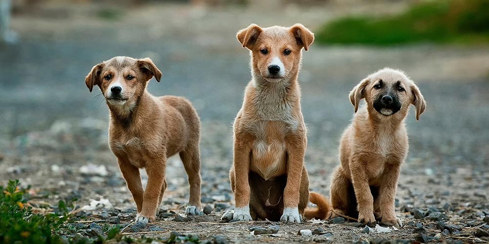 11 Köpeği Öldüren Kadın Hakkında Hapis İstemi