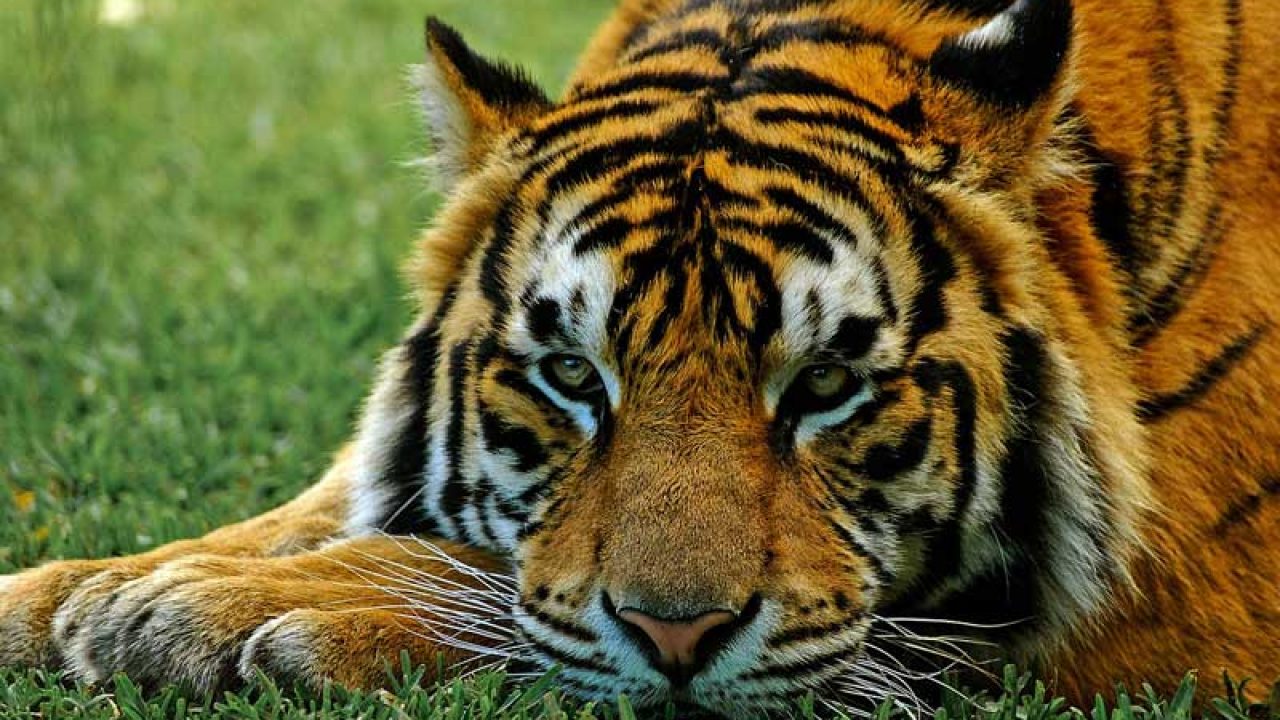 Çiftleşsin Diye Yanına Koydukları Dişi Aslanı Öldürdü