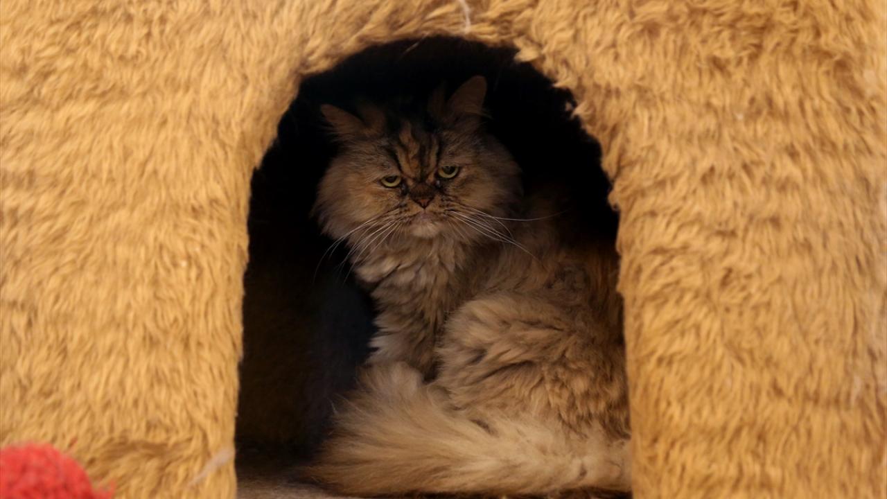 Kedileri Daha Yakından Tanımak İçin: Kedi Müzesi!