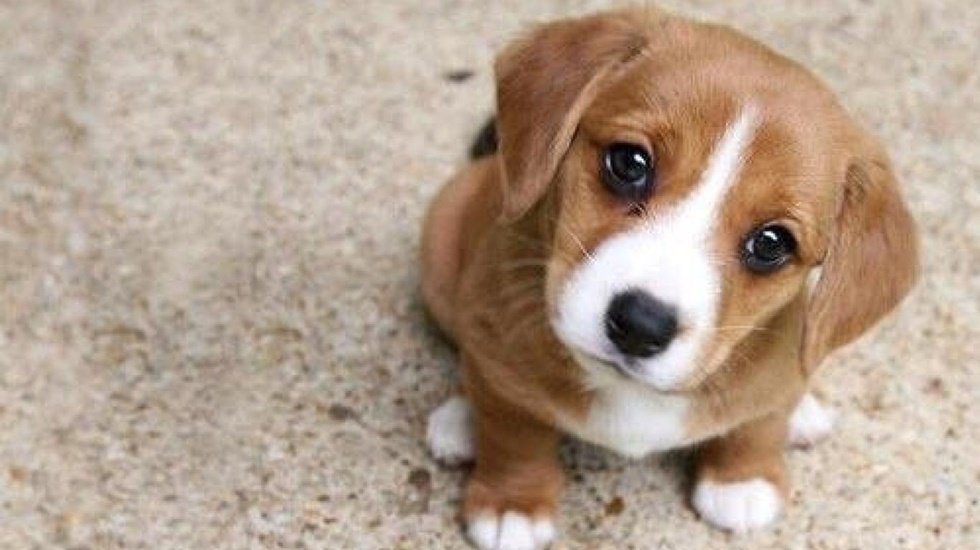 Köpeklerin ‘Üzgün’ Bakışlarının Nedeni Açıklandı!