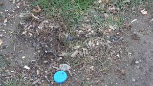 Dezenfektanla Öldüren Şakaya 12 Yıla Kadar Hapis İstemi