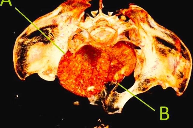 Bilim İnsanları ‘’Lanetli’’ Mezarı Açtı!