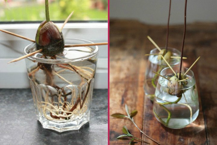 Sevilerek Yenilen Avokado Meyvesinin Çekirdeği Nasıl Fidelenir?