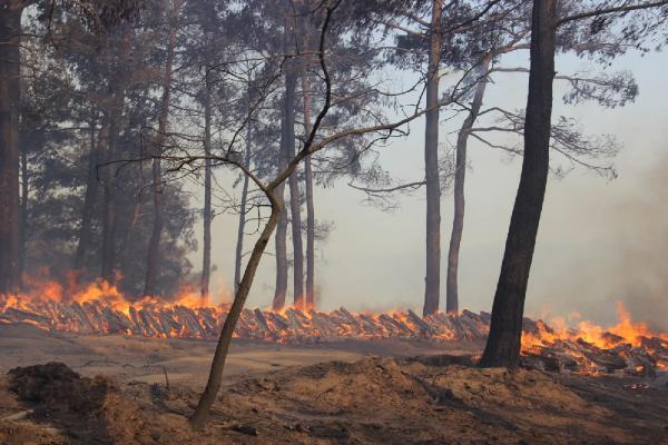 Çanakkale’de Orman Yangını!