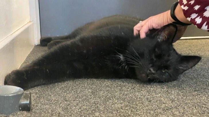 İskoçya’da 5 Yıldır Kayıp Olan Tek Gözlü Kedi Bulundu