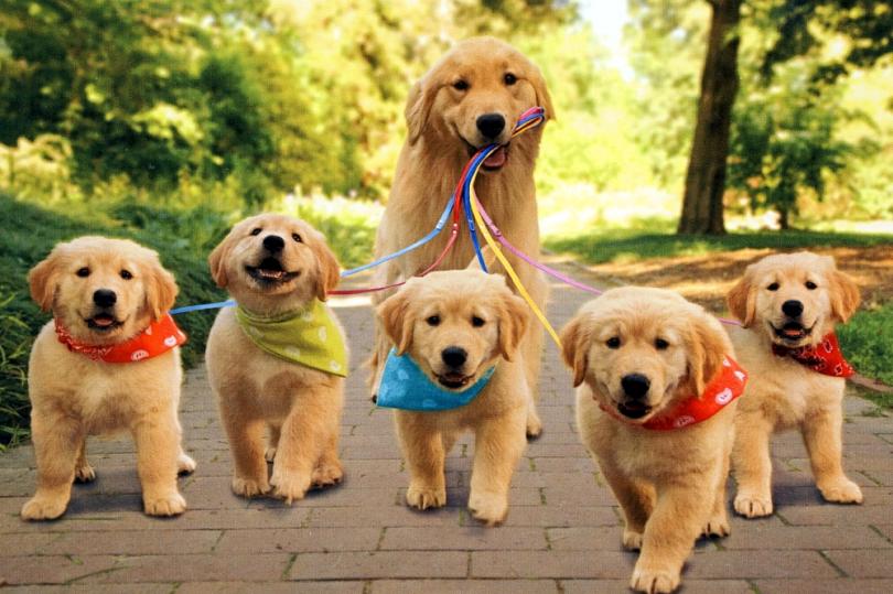 Araştırma: Vegan Beslenmenin Hayvanlar Üzerinde Olumlu Etkisi