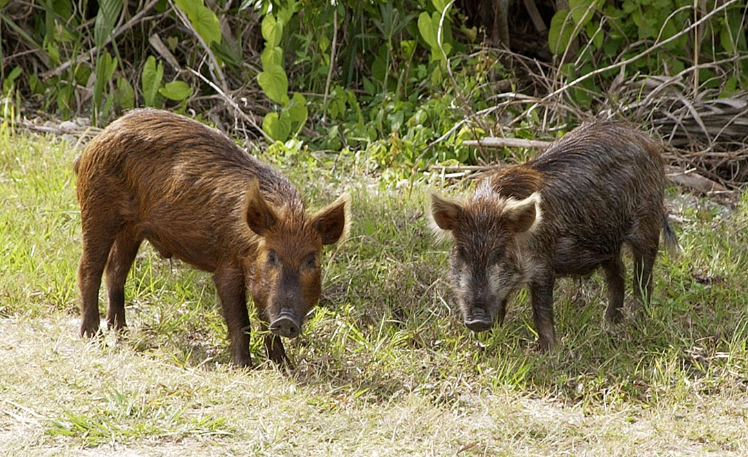 Roma’da Korkutan Veba; Piknik Yapmak Yasaklandı