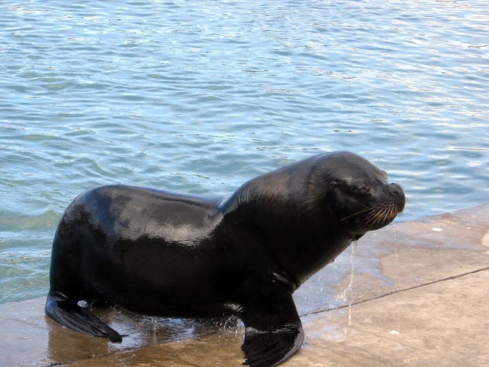 Deniz Aslanları Limanı İşgal Etti, Halk İsyanda