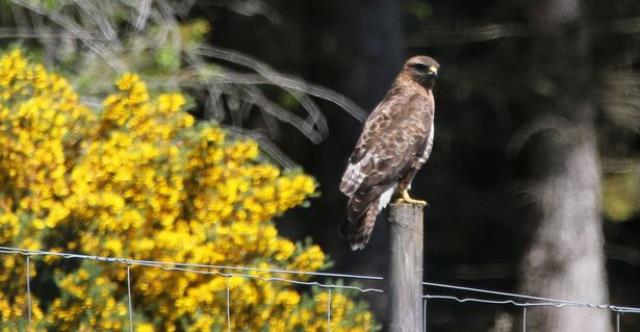 Sarışın Kadınları Hedef Alan Kuş Hayatı Kabusa Çevirdi