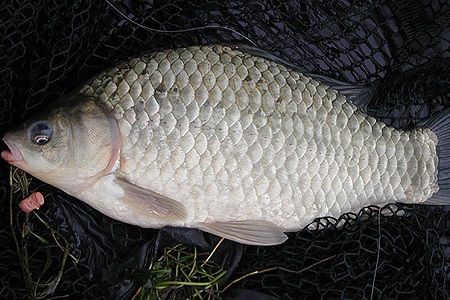 İsrail Sazanı Yenir Mi? Özellikleri Nelerdir?