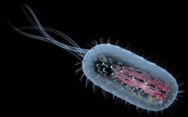 Beyin Yiyen Amip Can Aldı!