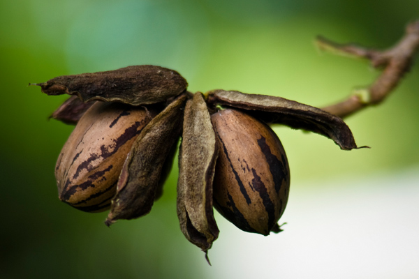 Pikan Cevizi Faydaları Nelerdir?