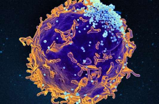 LY%: Lenfosit Yüzdesi Nedir? Yüksekliği ve Düşüklüğü Ne Anlama Gelir?