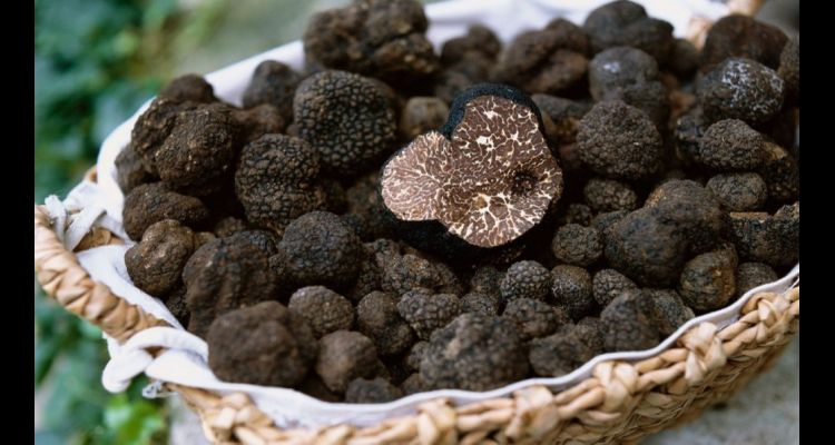 Trüf Mantarı Nedir? Neden Bu Kadar Pahalı ve Nerelerde Yetişiyor?