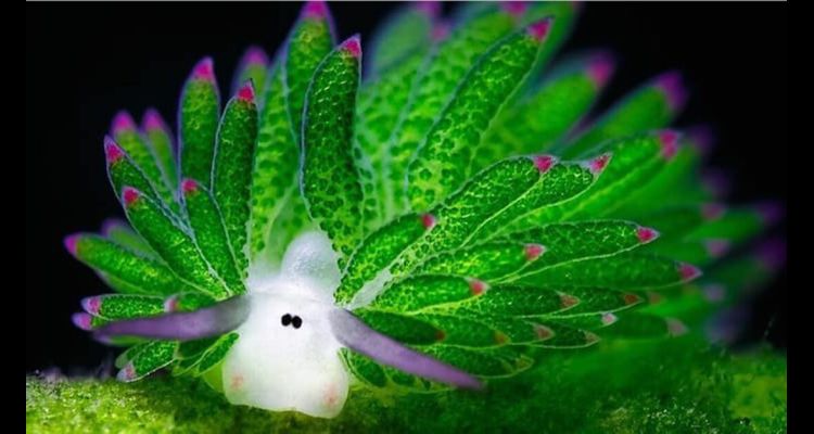 Suyun Altındaki Sevimli Fotosentezci, Deniz Koyunu!