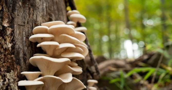 İstiridye Mantarı Nedir? İstiridye Mantarı Faydaları