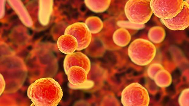 Mikroplazma Nedir? Neden Olduğu Hastalıklar Nelerdir?